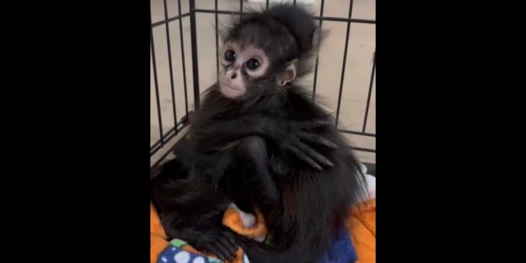 Baby spider monkeys rescued in Texas