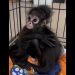 Baby spider monkeys rescued in Texas