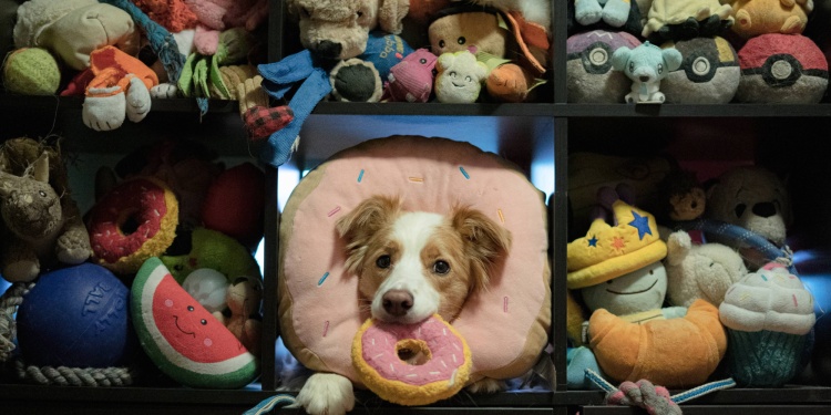 Super smart dogs learn by eavesdropping