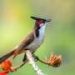 Can a bird be an illegal immigrant? How the White Australia era influenced attitudes to the bulbul