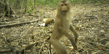 9 rare animals caught on camera in the ‘Amazon of Asia’