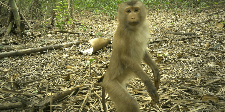 9 rare animals caught on camera in the ‘Amazon of Asia’
