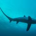 Ancient sharks once swam in this landlocked state