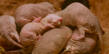 4 wild ways animals breed