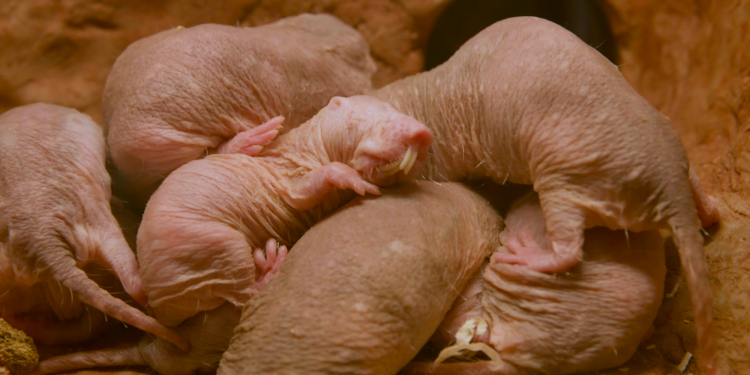 4 wild ways animals breed