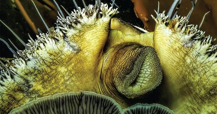 Imagining the rich lives of invertebrates | Science