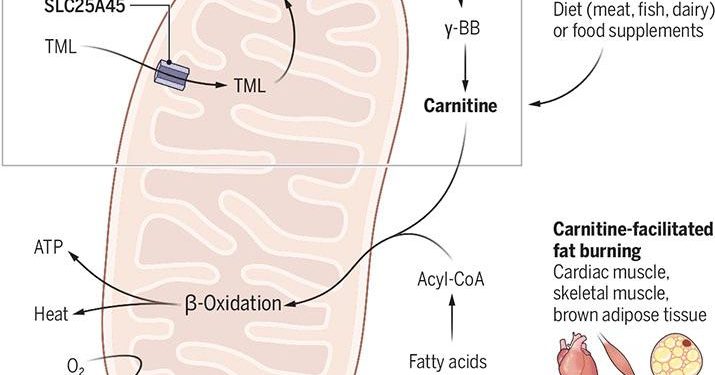 The bottleneck of fat burning | Science