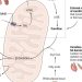 The bottleneck of fat burning | Science