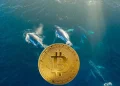 Bitcoin Whales Add 30,000 BTC as On-Chain Data Confirms Accumulation