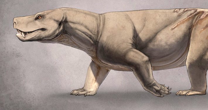 CT Scans Solve Decades-Old Mystery of Triassic Cynodont