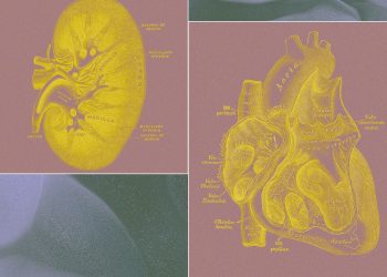 A Billionaire-Backed Startup Wants to Grow ‘Organ Sacks’ to Replace Animal Testing