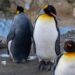 Like Modern Humans, Penguins in Captivity Are Living Longer &mdash; but Show Signs of Aging Faster