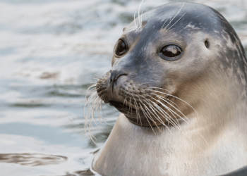 Why Seals Twitch Their Whiskers