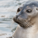 Why Seals Twitch Their Whiskers