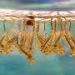 New method could improve US forecasting of West Nile virus