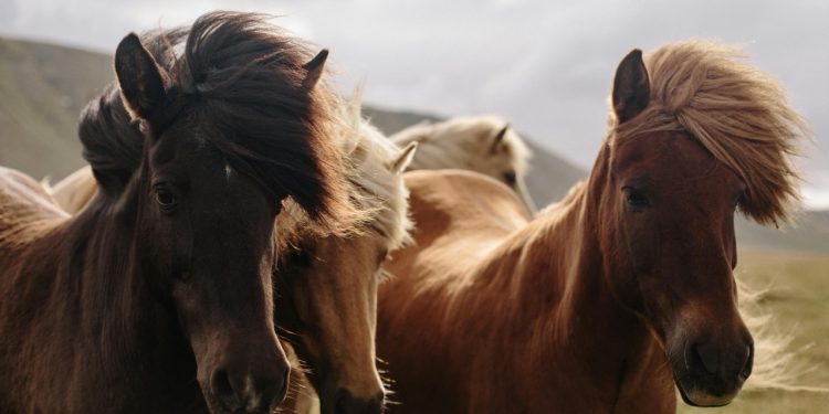 The 2026 Horse Meme Epidemic Sweeps Chinese Offices