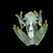 A New Glass Frog Species From Ecuador Is Less Transparent&mdash;and Honors an Olympic Gold Medalist