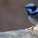 Five Australian animals that could be extinct by 2050