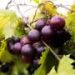 Genetic markers fast-track breeding of seedless muscadine grapes