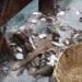 Study reveals that bottom trawling catches thousands of fish species, including those most at risk