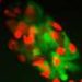 A ‘stemness checkpoint’ helps control stem cell identity