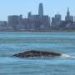 Of gray whales that enter San Francisco Bay, nearly 18% die there, scientists find