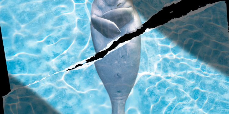 Marine Animals in the Strait of Hormuz Don’t Get a Ceasefire