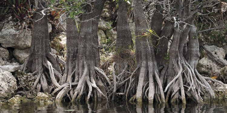 Wildfires already active in Florida and US put focus on managed burns