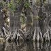 Wildfires already active in Florida and US put focus on managed burns