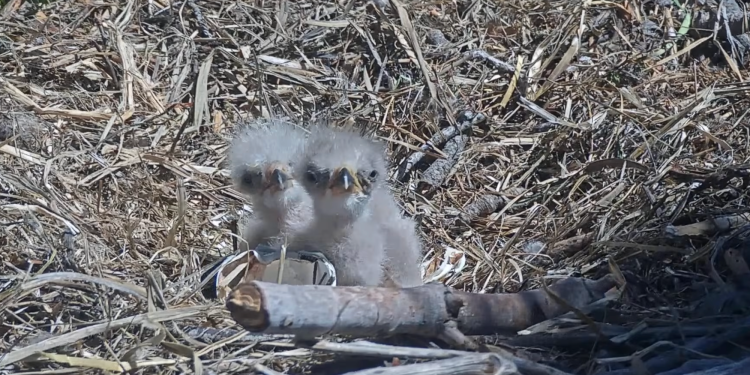 Help name Jackie and Shadow’s new eaglets