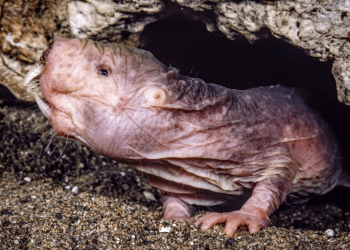 Not all naked mole-rat queens go out in a blaze of bloody violence