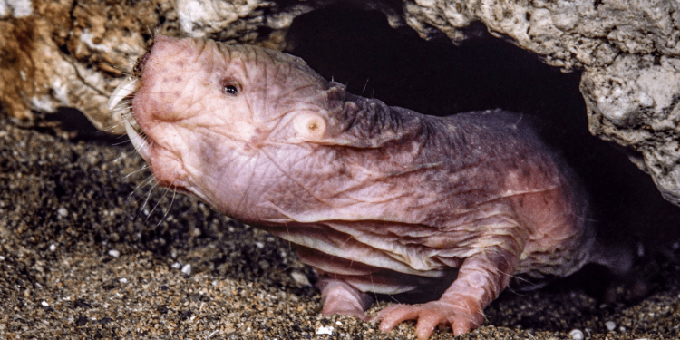 Not all naked mole-rat queens go out in a blaze of bloody violence