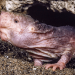 Not all naked mole-rat queens go out in a blaze of bloody violence