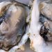 Oysters recalled in Canada associated with illnesses