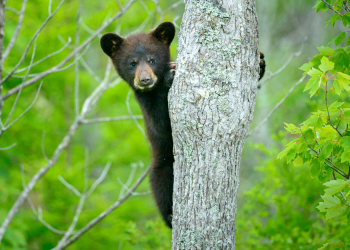 Litter of 5 bear cubs spotted in Connecticut for the first time