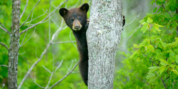 Litter of 5 bear cubs spotted in Connecticut for the first time