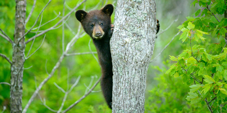 Litter of 5 bear cubs spotted in Connecticut for the first time