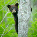 Litter of 5 bear cubs spotted in Connecticut for the first time
