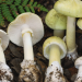 Dozens sick in outbreak of mushroom poisonings