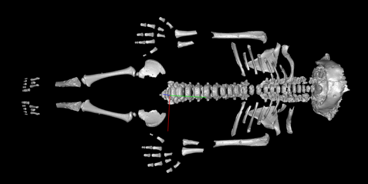 Neanderthal toddlers grew faster than modern humans, probably because of the harsh environment they evolved in