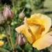 Rose pangenome maps 55,000 genes, opening new path for breeding