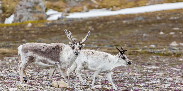 Why do female reindeer have antlers? Cannibalism, probably. 