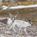 Why do female reindeer have antlers? Cannibalism, probably. 