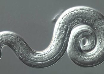 Rat Lungworm Is Now in My State. Is It in Yours Too?