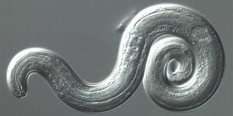 Rat Lungworm Is Now in My State. Is It in Yours Too?