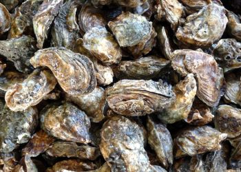 Oysters, clams from certain Washington harvest areas recalled because of norovirus
