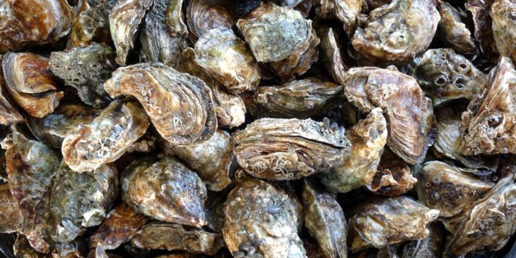 Oysters, clams from certain Washington harvest areas recalled because of norovirus