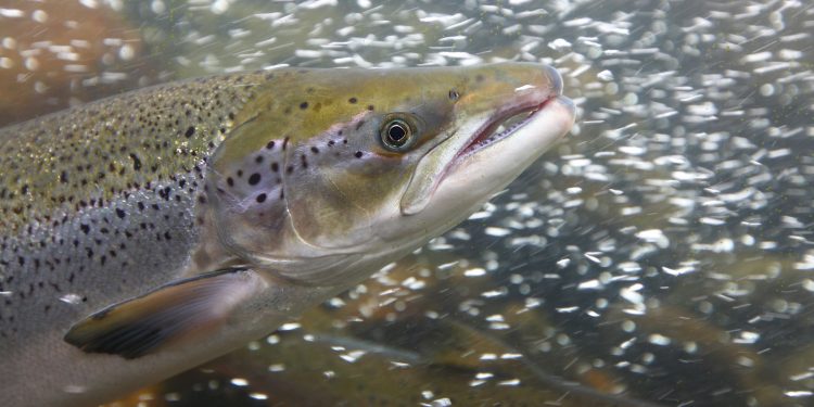 Cocaine-Fueled Wild Salmon Swam Twice as Far as Sober Ones