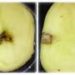 Peptide synthesis could stop global potato pathogen once linked to Ireland’s Great Famine