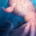 65-foot-long octopuses ruled ancient oceans